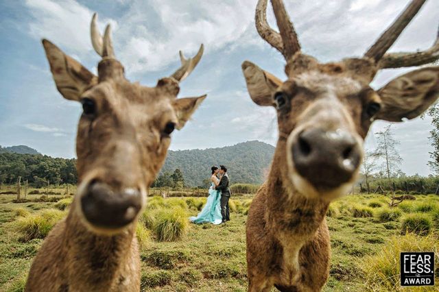 Oι 50 πιο τρελές & αστείες βραβευμένες φωτογραφίες του 2015